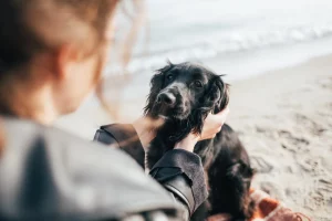 Sustainable pet aftercare solutions